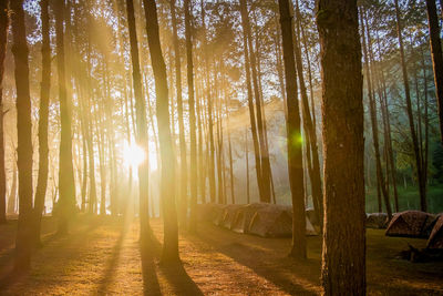 The sunlight through the pine forest in a tent location.