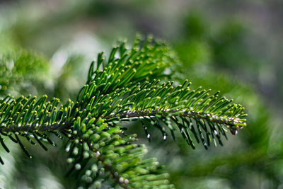 Close-up of raindrops on pine tree