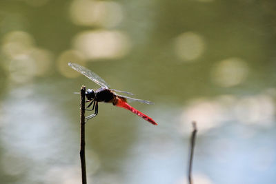 Close-up of dragonfly on twig