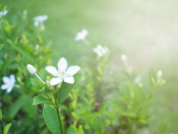 Close-up of white flowering plant