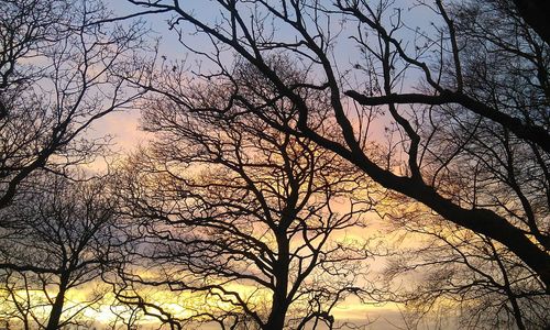 Low angle view of silhouette trees against sky