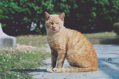 Portrait of cat sitting outdoors