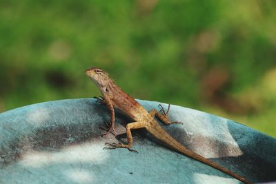 Close-up of lizard