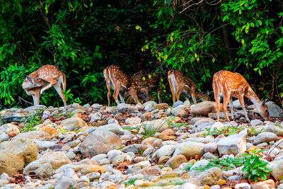 View of deer on rock