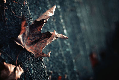 Close-up of plant against blurred background