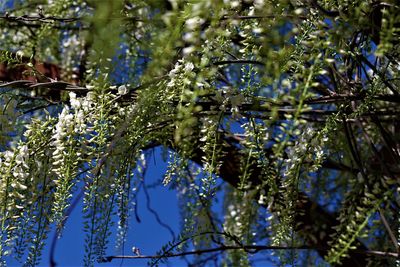 Low angle view of flowering plants against trees