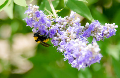 Close-up of bee on purple flowers