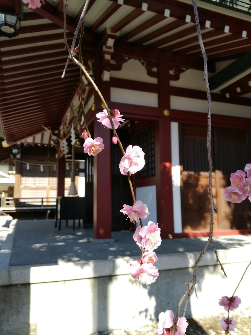 PINK FLOWERS HANGING ON BRANCH