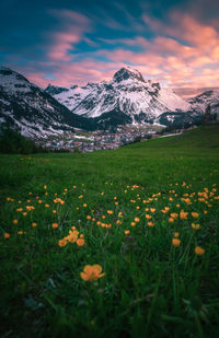 Scenic view of grassy field against cloudy sky during sunset