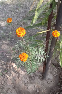 High angle view of yellow flowering plant on land