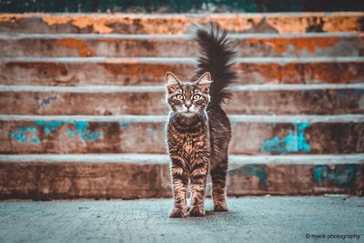 Portrait of a cat against wall