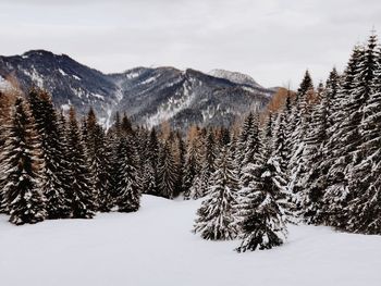 Pine trees on snowcapped mountains against sky