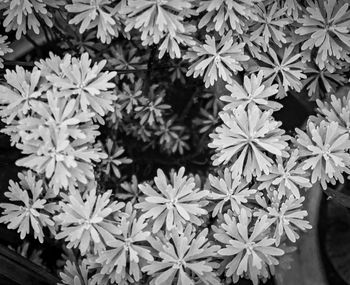 Close-up of flowering plant