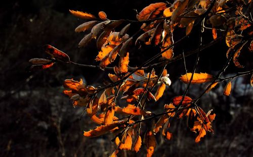 Close-up of autumn leaves on tree