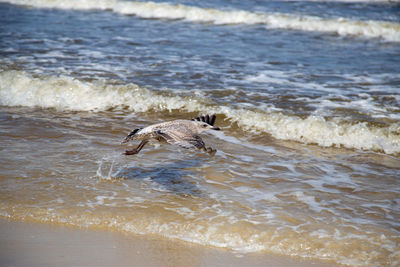 View of bird on beach