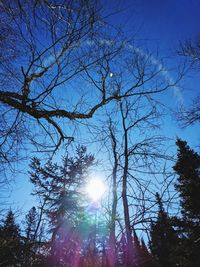 Low angle view of sunlight streaming through bare trees