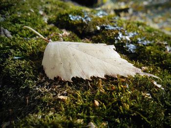 Close-up of grass growing in field