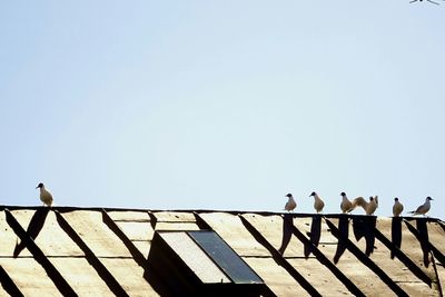 Birds perching on railing against clear sky