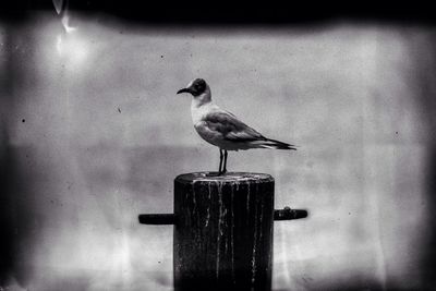 Close-up of seagull perching