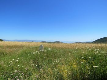 Scenic view of field against clear blue sky