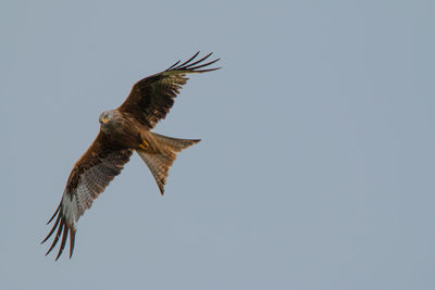 Low angle view of eagle flying in sky