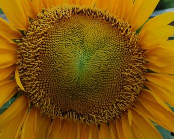 Close-up of sunflower