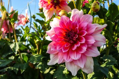 Close-up of pink dahlia flowers in park