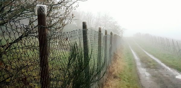 View of bare trees in foggy weather