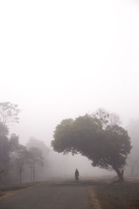 Trees on road against sky at foggy weather