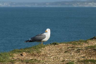 Side view of seagull perching on ground