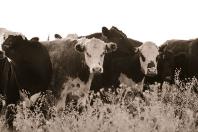 Cows on field