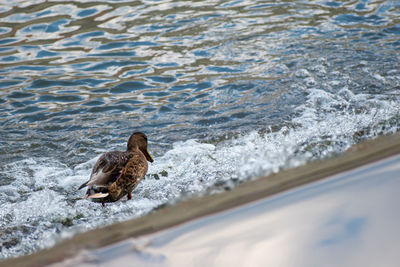 High angle view of bird on beach