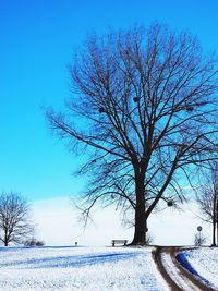 Bare trees on snow covered landscape