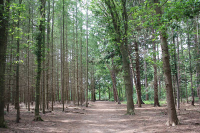 View of trees in forest