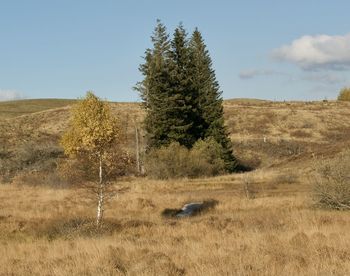 Tree on field against sky