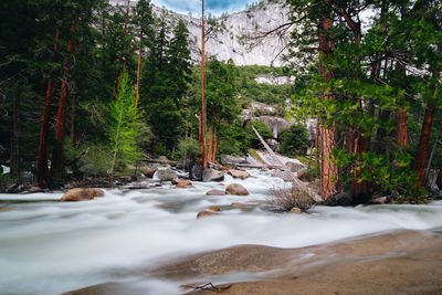 Scenic view of stream flowing amidst trees in forest