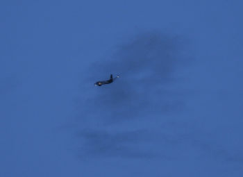 Low angle view of bird flying in blue sky