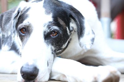 Close-up portrait of dog