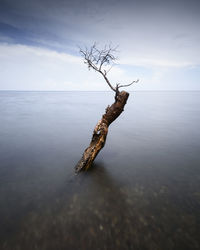 Dead tree in sea against sky