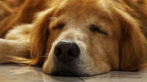 Close-up of brown dog sleeping on floor