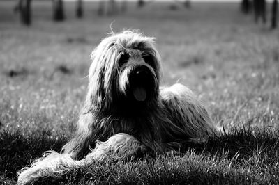 Close-up of dog on grassy field