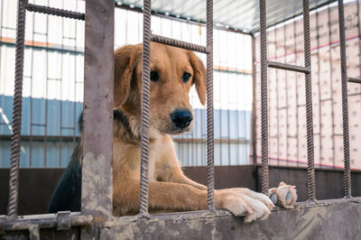 Dog in animal shelter waiting for adoption. portrait of red homeless dog in animal shelter cage.