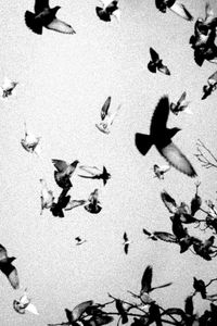 High angle view of birds flying