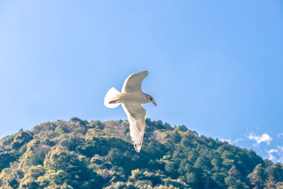 Low angle view of seagull flying in sky