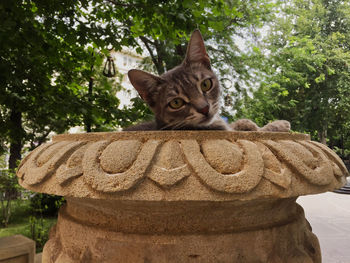 Close-up portrait of a cat