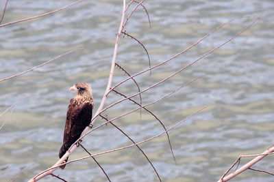 Bird perching on branch against lake