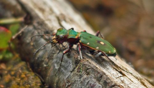 Close-up of insect on leaf