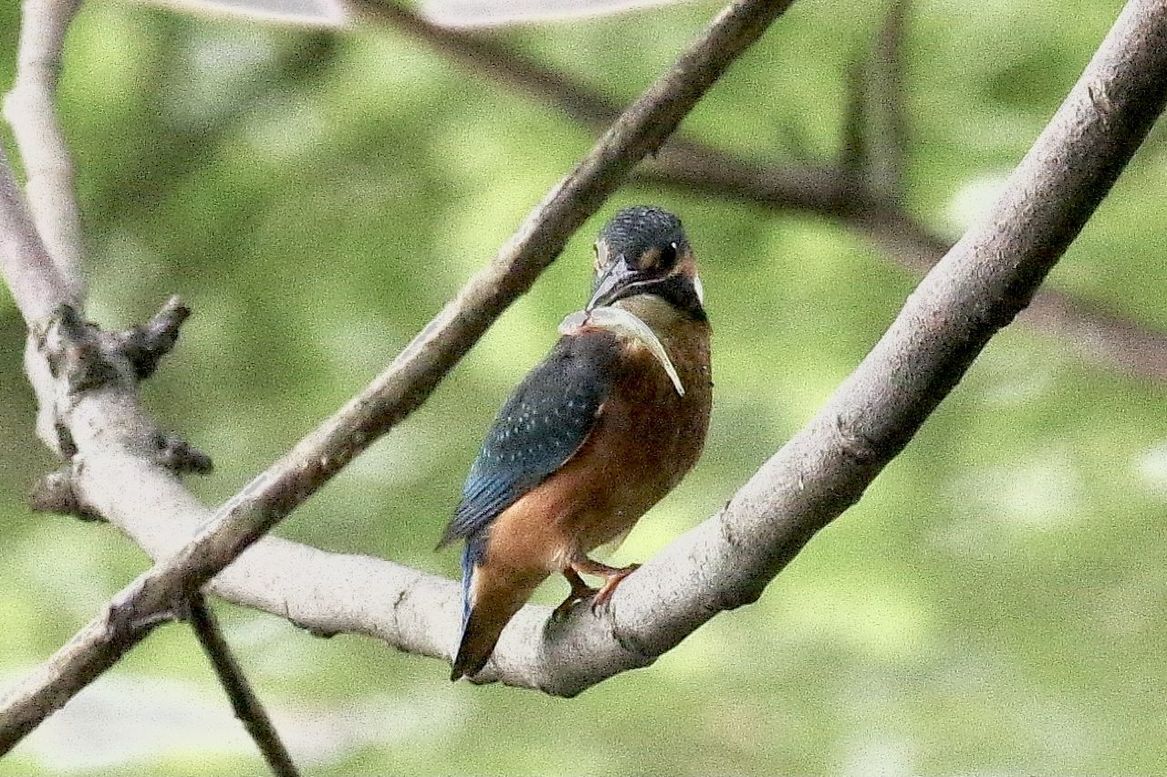 CLOSE-UP OF SPARROW PERCHING ON BRANCH