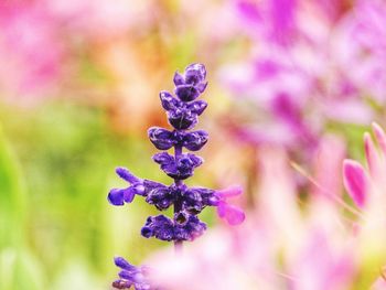 Close-up of purple flowering plant