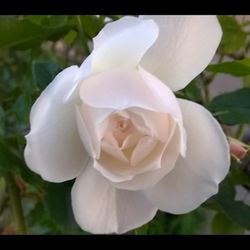 Close-up of white rose blooming outdoors